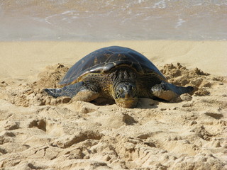 turtle on the sand