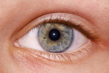 Auge