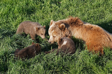 Braunbär Bärenfamilie
