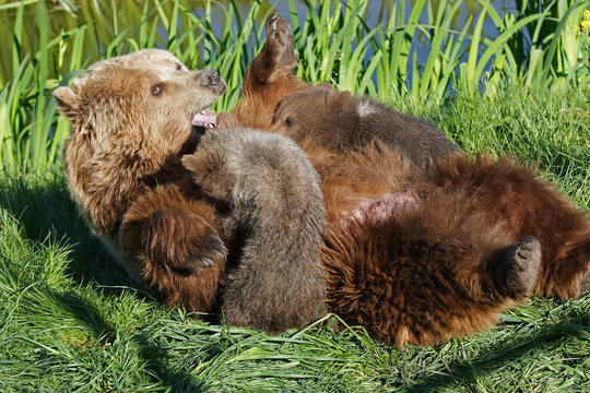 Braunb&auml;r B&auml;renfamilie