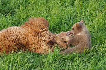 Braunbär Bärenfamilie