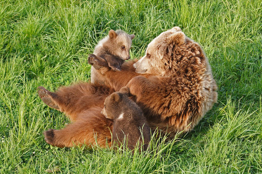 Braunb&auml;r B&auml;renfamilie