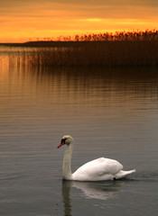Schwan im Sonnenuntergang