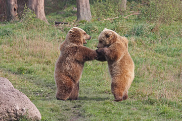 Braunbär Jungbären Kämpfend