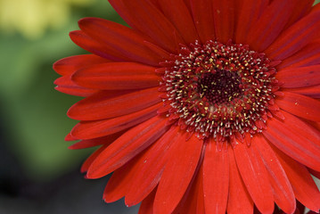 Red Gerbera Flower