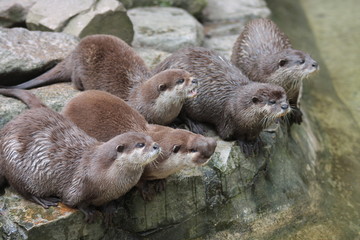 Obraz premium loutre