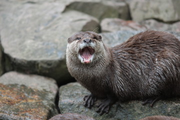 Obraz premium sourire de loutre