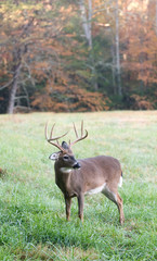 Whitetail buck and fall colors
