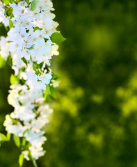 Apple blossoms