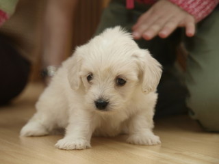 Cachorro, de bichon maltes, aprendiendo a andar
