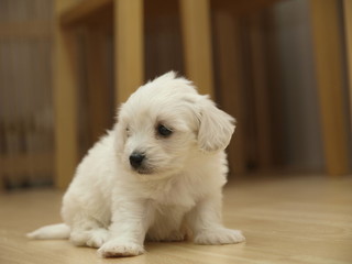 Cachorro de bichon maltes tímido en su nuevo hogar