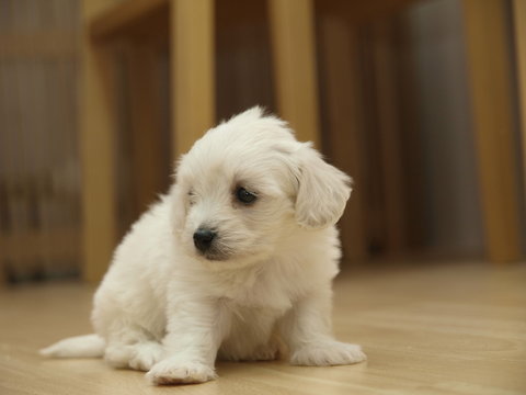 Cachorro de bichon maltes t&iacute;mido en su nuevo hogar