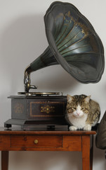Grammofono con gatto