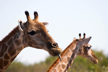 Giraffen im Etosha NP