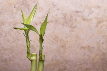 Fresh bamboo