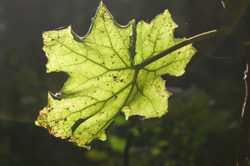 green leaf