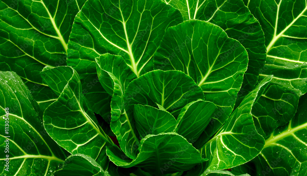 Wall mural Fresh Collard Greens