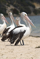 Pelicans on the beach
