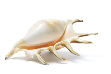 Naklejka premium Spider Conch Seashell