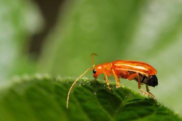 Little Orange Beetle