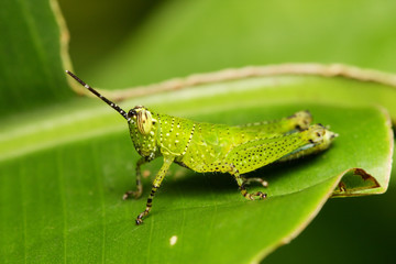 Green Grasshopper