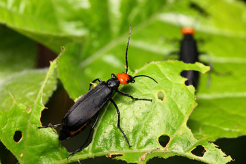 Coleoptera Beetle