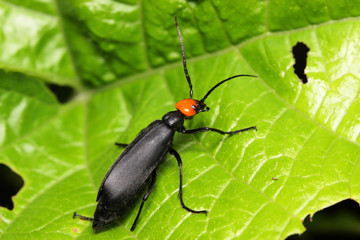 Coleoptera Beetle