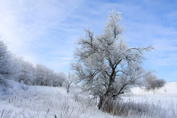 winter landscape with tree