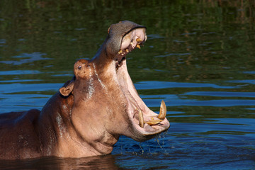 Hippo