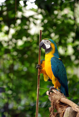 Blue and yellow parrot