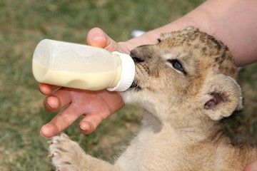 Fototapeta premium Lion Cub Drinking Bottle