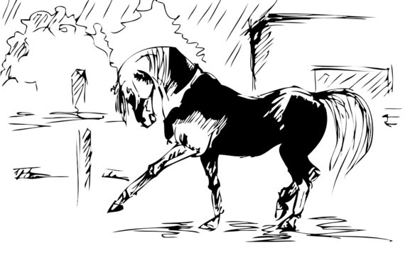 Horse spanish step - vector sketch