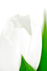 Tulip, macro