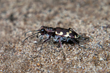 tiger beetle