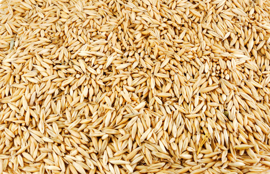 Close-up photo of oats seeds as texture