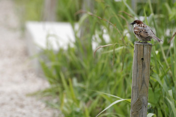 oiseaux, moineaux
