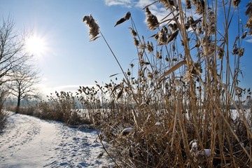Obraz premium Frozen landscape on a clear sunny day