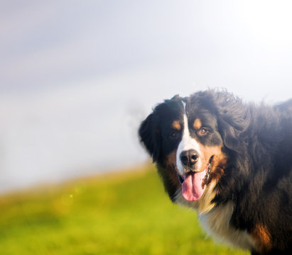 Cute Happy Dog Portait. Bernese Mountain Dog