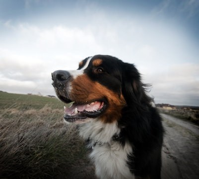 Cute Happy Dog Portait. Bernese Mountain Dog