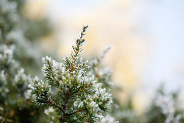 Pine tree in winter
