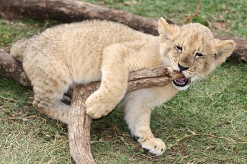 Obraz premium Playful Lion Cub