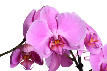 Fototapeta premium orchid flower