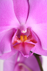 orchid flower