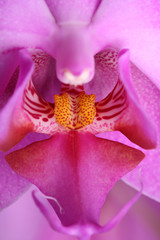 orchid flower