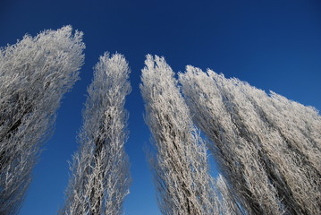 arbres givrés