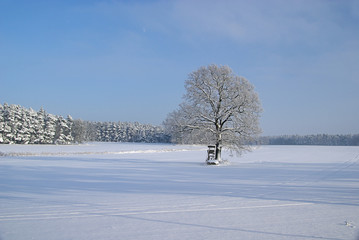 Baum im Winter - tree in winter 02