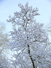 ..tree branches covered with snow