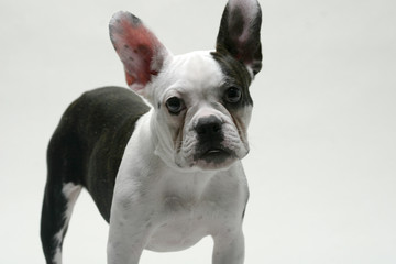 Puppy French Bull-Dog