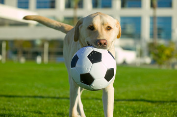 Happy Labrador Retriever with soccer ball