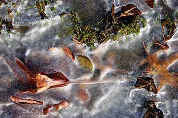Leaves in the Thawing Snow